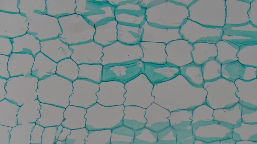 Cucurbitaceae plant stem longitudinal section