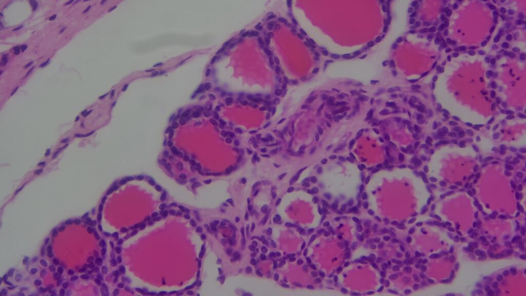 Simple cuboidal epithelium section