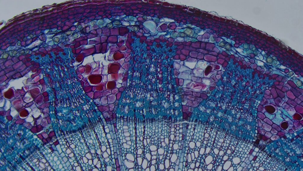 Two year old linden stem cross section